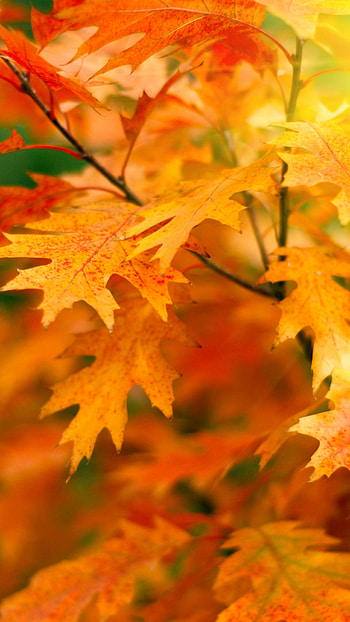 Red oak, Gold Leaf HD phone wallpaper