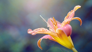 Flower, Plant, Macro, Lily, Stamens HD wallpaper