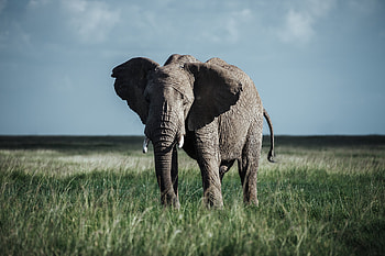 Kenyan adventures, Jason Charles Hill, Safari experiences, African landscapes HD wallpaper