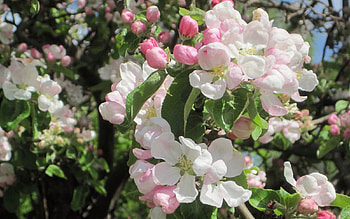 Apple Blossoms, spring, apple tree, macro, blossoms HD wallpaper