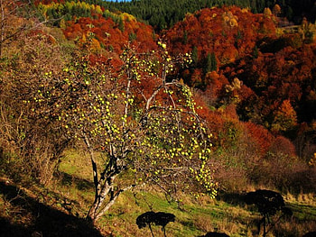 Autumn Apple, fall, colors, tree, mountain, bulgaria, autumn, apple, grphy, forest HD wallpaper