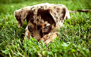 Animals, Dogs HD wallpaper