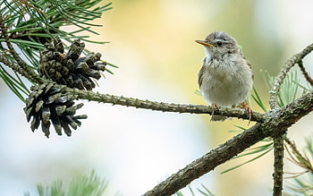 Bird on Pine, tree, bird, pine, cones, Latvia, macro HD wallpaper
