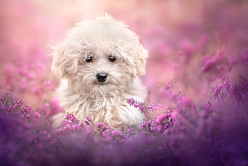 Dog in Flower Field, Field, Dog, Flower, Animal HD wallpaper