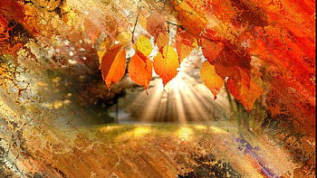 Autumn Collage, fall, crackled, sunrise, Firefox theme, leavaes, sun up, sunrays, field, bright, autumn HD wallpaper