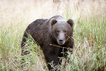 Animals, Grass, Bear, Thickets, Thicket HD wallpaper