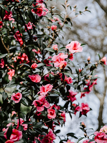Flowers, Bush, Blur, Smooth, Bloom, Flowering, Geranium HD phone wallpaper
