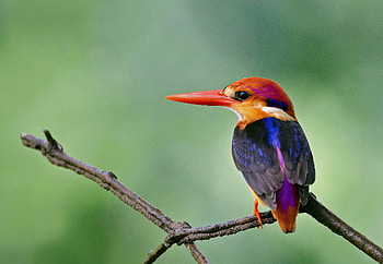 Animal - Kingfisher HD wallpaper