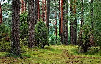 A tranquil forest scene with lush greenery and tall pine trees lining a serene path. HD wallpaper