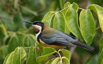 Animals, Leaves, Bird, Beak, Branch, Eastern Awl-Billed Honey Sucker, Oriental Shilling Honeysuckle HD wallpaper