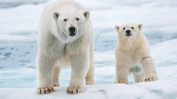 Polar bear review, Thin ice, New York Times, Animal kingdom HD wallpaper