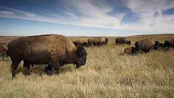 Buffalo, Animal, American Bison, Herd, Mammal HD wallpaper