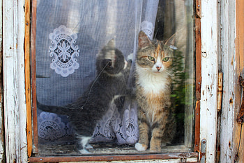 Window., other, cats, people, animals HD wallpaper