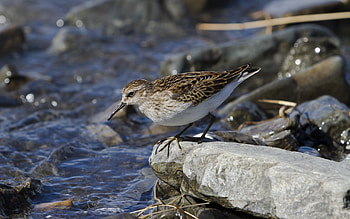 Semi Palmated Sandpiper, birds, sandpiper, fishing, animals, wild HD wallpaper