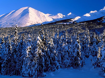 Landscape, Winter, Trees, Mountains, Fir-Trees HD wallpaper