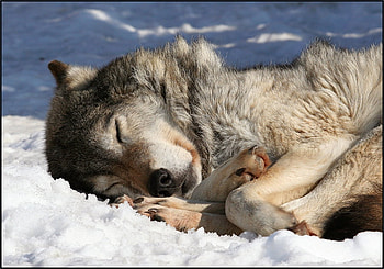dog snow, winter, animal, dog, snow, nature, sleep HD wallpaper
