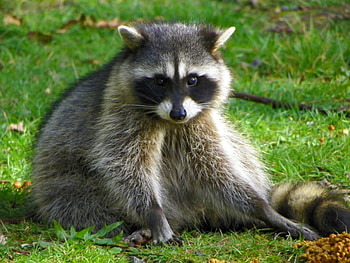 Cute Animal, animal, cool, cute HD wallpaper