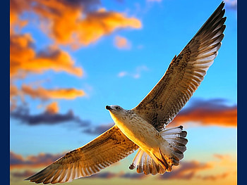Flying Bird, flying, beautiful, bird HD wallpaper