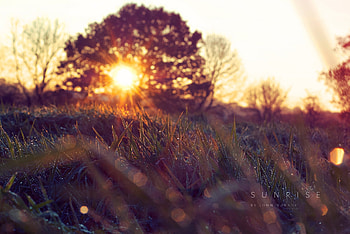 Nature, Grass, Sun, Wood, Tree, Branches, Branch, Disk, Foreground, Focusing HD wallpaper