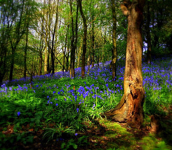 bluebell forest, woods, nature, bluebells, spring, forest HD wallpaper