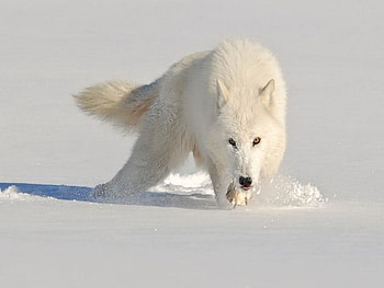 White hunter, winter, white, snow, wolf, arctic HD wallpaper