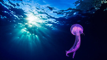 Stunning , jellyfish , Mesmerizing underwater scenes, Background HD wallpaper