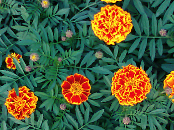 Flowers, beautiful, nature HD wallpaper
