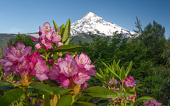 Azalea and Mountain, nature, azalea, mountain, flower HD wallpaper
