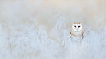 Barn Owl - Winter in England, Animal, barn owl HD wallpaper