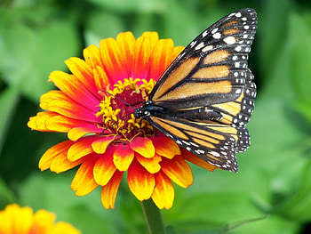 monarch-butterfly, animal, butterfly, pretty, flower HD wallpaper