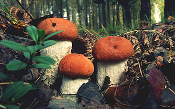 Leccinum aurantiacum, Forest Mushrooms HD wallpaper