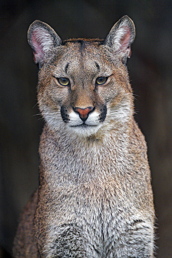 Animals, Puma, Predator, Big Cat, Sight, Opinion, Animal HD phone wallpaper