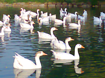 Ducks, lahore, in lake, animals HD wallpaper