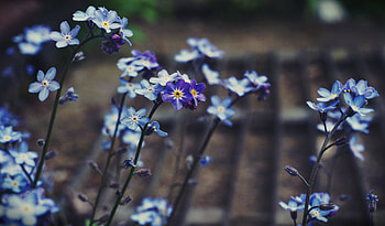 Flowers, Flower, Macro, Bloom, Flowering, Forget-Me-Not HD wallpaper