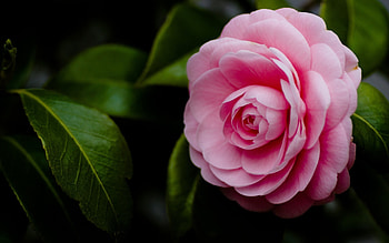 Plants, Flowers, Roses HD wallpaper