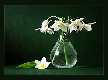 Nature in glass, table, white, vase, glass, flowers HD wallpaper