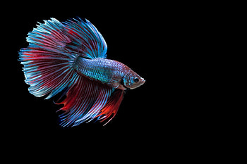 Betta collection, Elegance and grace, Colorful Siamese fighting fish, Captivating aquatic graphy HD wallpaper