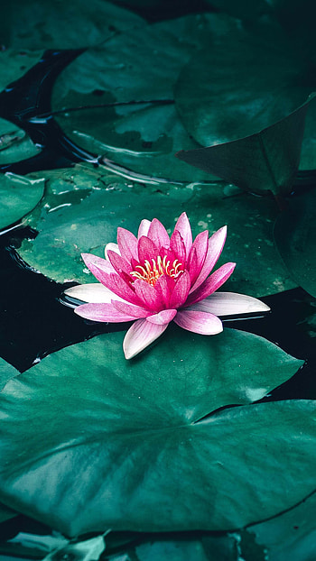 Nature, , lotus flower, backgrounds HD phone wallpaper