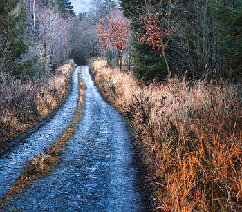Nature, Trees, Grass, Road, Forest HD wallpaper