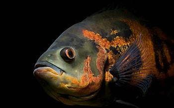 Tiger oscar, Fish HD wallpaper