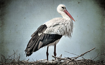Animals, Grass, Bird, Nest, Stork HD wallpaper