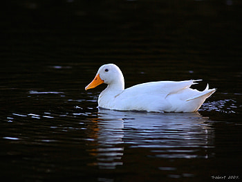 the duck, duck, animals, nature, birb, water HD wallpaper