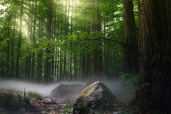 Sun rays filtering through a foggy forest in Dongcheng Qu, Beijing, creating a magical scene. HD wallpaper