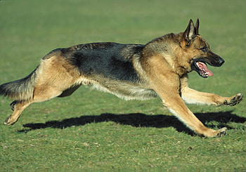 Animals, Dog, Lawn, Sheepdog, Sheep Dog, Run, Running HD wallpaper