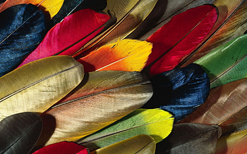 Best feather , MAC , , Natural beauty HD wallpaper