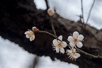 Cherry Blossoms, nature, flower, blossom, cherry HD wallpaper