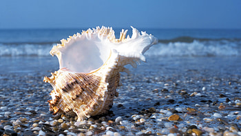 Shell on Beach, , Cedil, Sand HD wallpaper