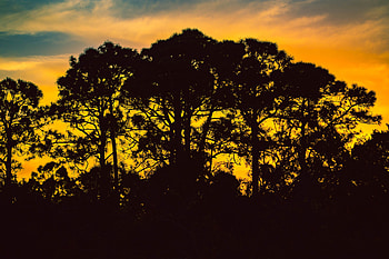 Nature, Trees, Sky, Night, Silhouettes HD wallpaper