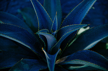 Leaves, Plant, Macro, Barbed, Spiny, Succulent, Aloe HD wallpaper