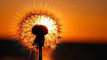 Dandelion, sky, color, sunset, flower, light HD wallpaper